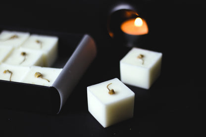 White square wax melts with dried chamomile flower on top