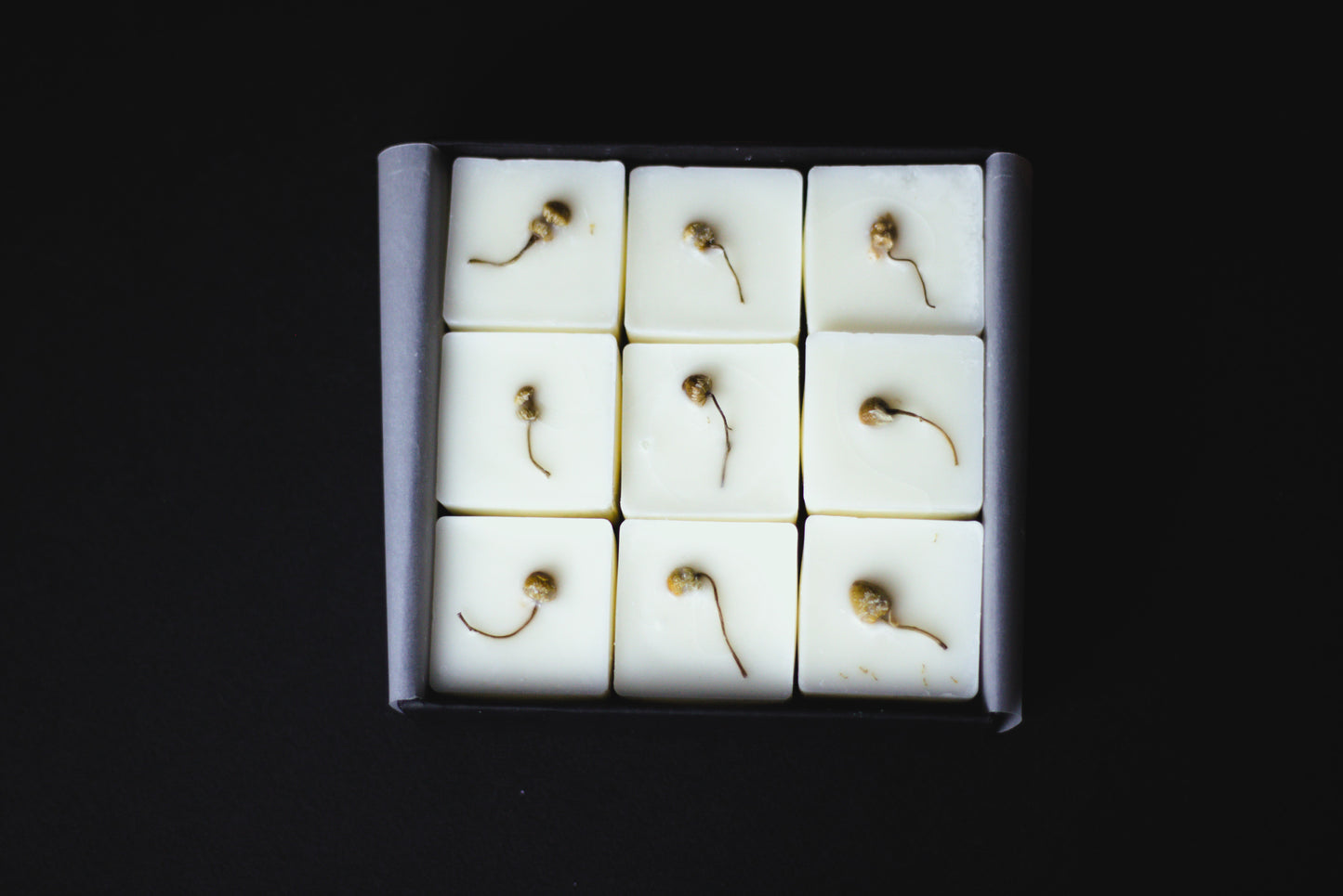 White wax melt cubes with dried chamomile flower on a black background