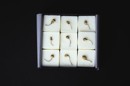 White wax melt cubes with dried chamomile flower on a black background