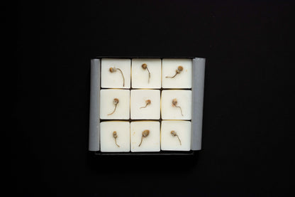 Nature Sauvage | Jasmin Thym | Fondants en cire végétale